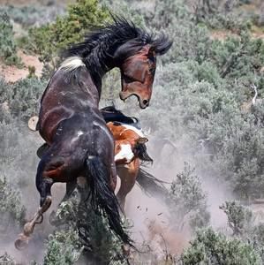 Meet your Posher, Pam